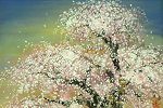 木村圭吾 三春の滝桜